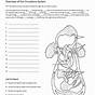 Male And Female Reproductive System Worksheet Answer Key
