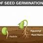Plant Seed Germination Chart