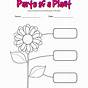 Labeling Parts Of A Plant Worksheets