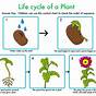 How To Plant A Seed Step By Step Worksheet