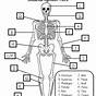 The Skeletal System Answer Key