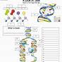 Worksheets Dna Replication