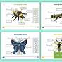 Insect Diagram For Kids