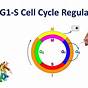 Cell Cycle Checkpoints Notes