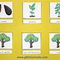 Tree Life Cycle Printable