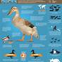 Types Of Ducks Chart