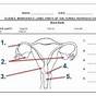 Female Reproductive System Worksheets Answer Key