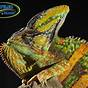 Relaxed Veiled Chameleon Color
