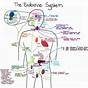 The Human Endocrine System Glands Worksheets