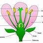 Flower Plant Diagram