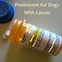 Prednisone Dog Dosage Chart