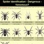 Iowa Spider Identification Chart