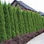 Thuja Green Giant Facts