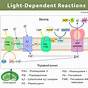 Light Dependent Reaction Explained