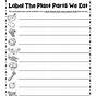 Label Parts Of A Plant Worksheet