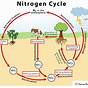 The Nitrogen Cycle Worksheet
