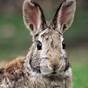 Cottontail Rabbit Average Size At Birth