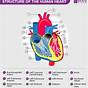 Human Heart Labeled Diagram