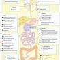 Flow Chart Of Digestive System Class 10