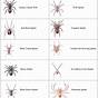 Spider Identification Chart Pa