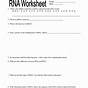 Translation Practice Worksheets Biology