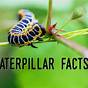 Caterpillar Facts Sheet Free