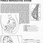 Female Reproductive System Worksheets Answers