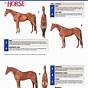 Horse Body Language Chart