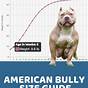 Growth Chart American Bully Growth Stages