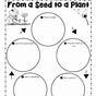 From Seed To Plant Worksheets