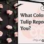 Chart Tulips Color Meaning