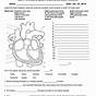 Circulatory System Labeling Worksheet