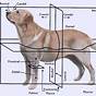 Veterinary Directional Terminology Worksheet