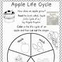 First Grade Science Worksheets