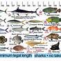 Fish Line Size Chart