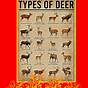 Types Of Deer Chart