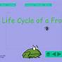 Frog Life Cycle Ppt