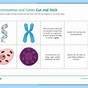 Chromosome Genes And Dna Worksheet