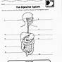 Digestion Worksheet Grade 8