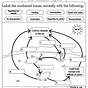 The Carbon Cycle Worksheets