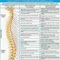 Chart Of Spine And Nerves