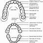 Chart Of Human Teeth And Names