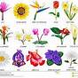 Flower Chart With Names