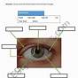 Eye Worksheets