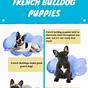 French Bulldog Age Chart
