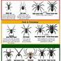 Poisonous Spiders In Texas Chart