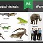 Warm-blooded Animals Chart