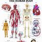Human Body Organs Chart