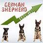 German Shephard Growth Chart