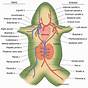 Frog Circulatory System Diagram